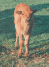 calf.gif (265677 bytes)